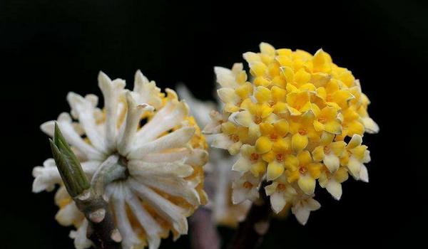 结香花功效与作用 结香花药用价值