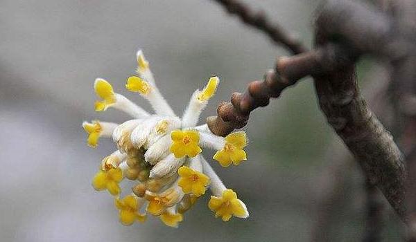 结香花功效与作用 结香花药用价值