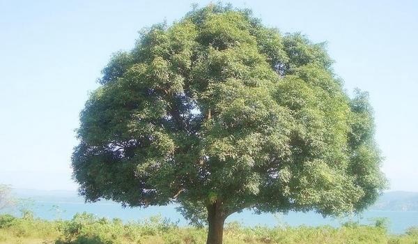 橡树图片大全 橡树代表什么 橡树的寓意