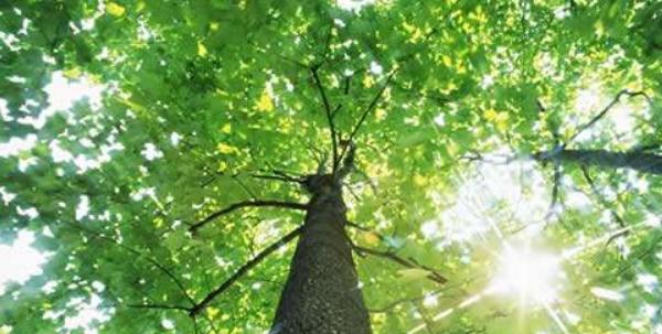 橡树图片大全 橡树代表什么 橡树的寓意