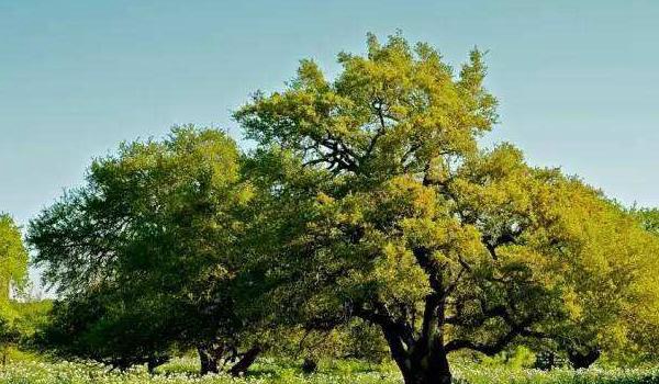 橡树图片大全 橡树代表什么 橡树的寓意