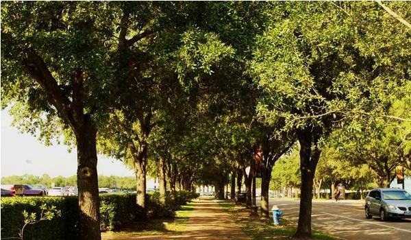 橡树图片大全 橡树代表什么 橡树的寓意