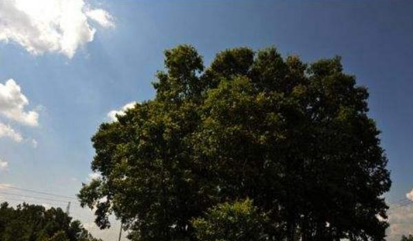 橡树图片大全 橡树代表什么 橡树的寓意