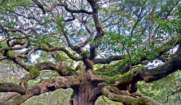 橡树图片大全 橡树代表什么 橡树的寓意