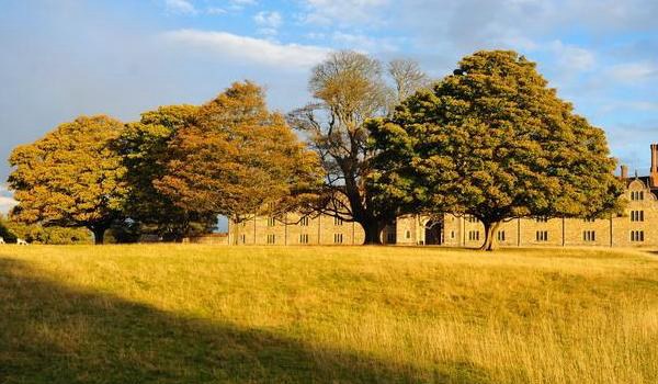 橡树图片大全 橡树代表什么 橡树的寓意