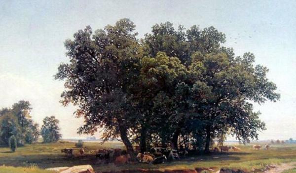 橡树图片大全 橡树代表什么 橡树的寓意