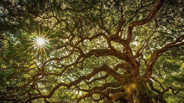 橡树图片大全 橡树代表什么 橡树的寓意