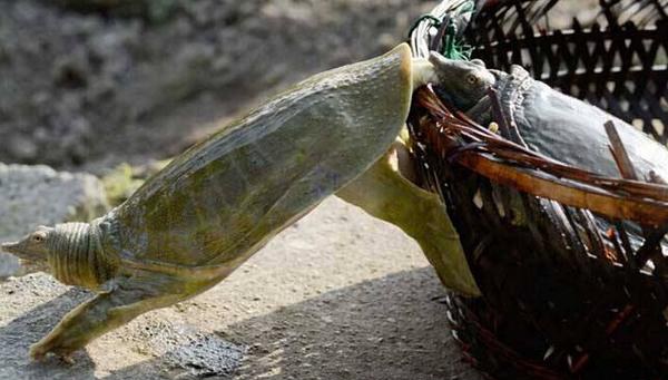 野生甲鱼辨识方法 野生甲鱼的营养价值