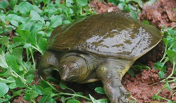 野生甲鱼辨识方法 野生甲鱼的营养价值