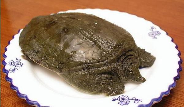 野生甲鱼辨识方法 野生甲鱼的营养价值