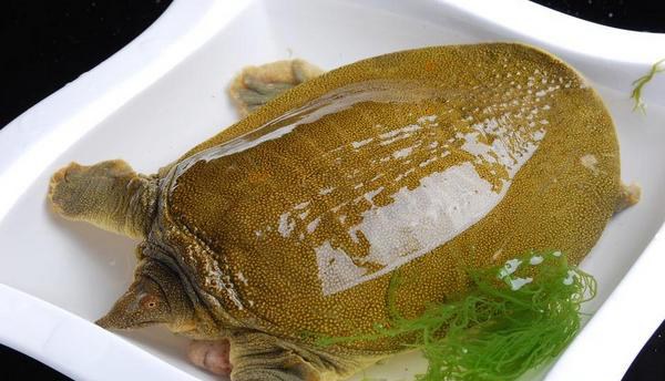 野生甲鱼辨识方法 野生甲鱼的营养价值