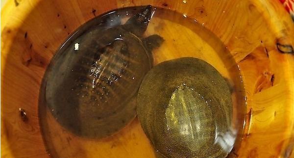 野生甲鱼辨识方法 野生甲鱼的营养价值