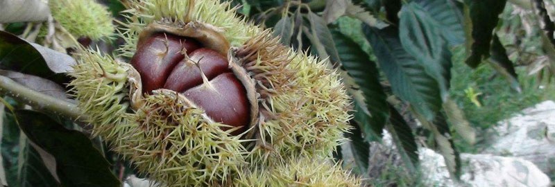 板栗种子是什么？种子外有一层硬刺 里面是我们常吃的板栗