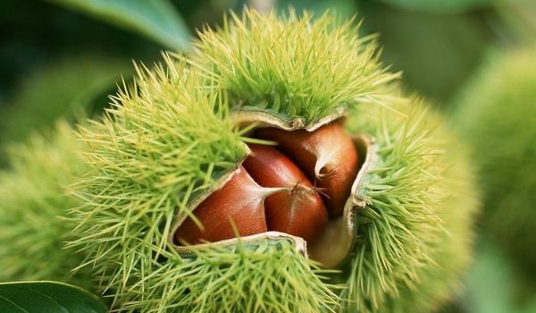 板栗种子是什么？种子外有一层硬刺 里面是我们常吃的板栗