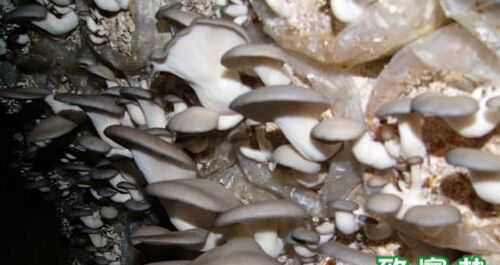 蘑菇菇房及菇床的设计