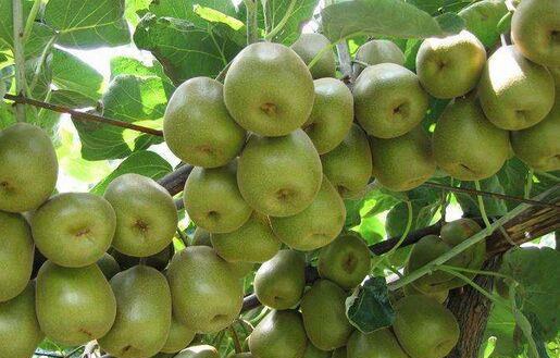 猕猴桃的管理技术和多久？