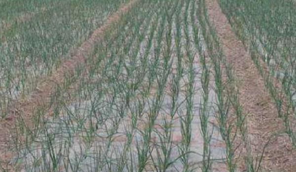 洋葱种植技术大全