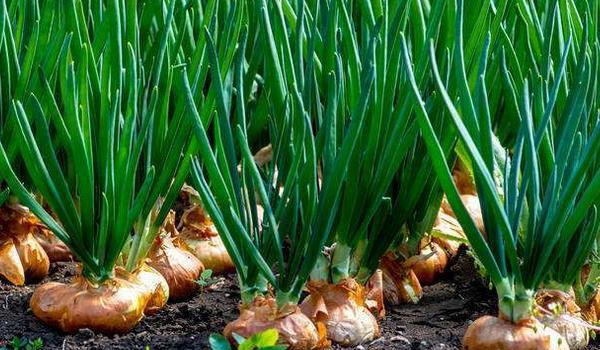 洋葱种植技术大全
