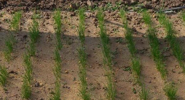 洋葱种植技术大全