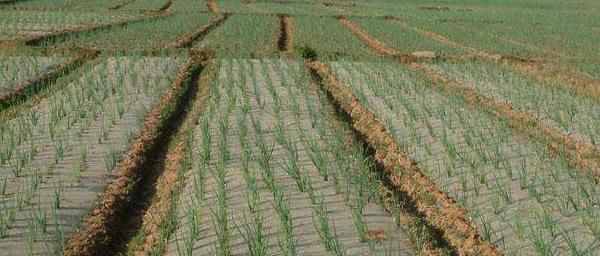 洋葱种植技术大全