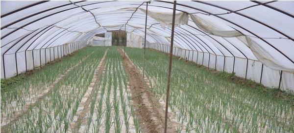 洋葱种植技术大全