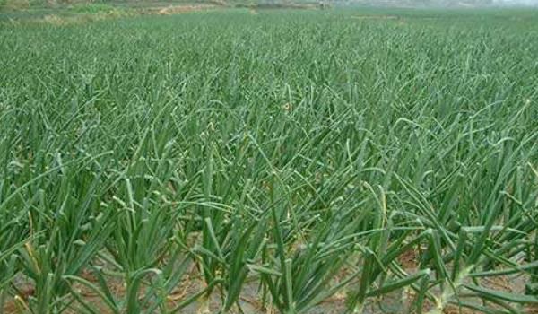 洋葱种植技术大全