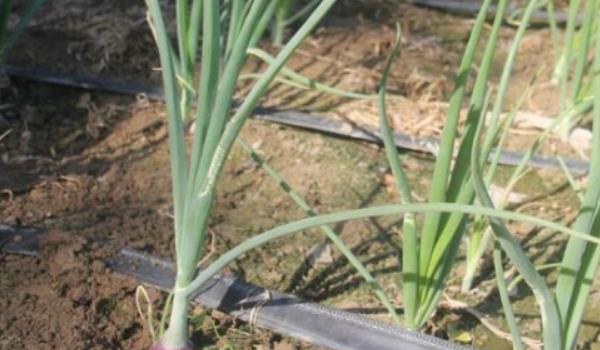 洋葱种植技术大全