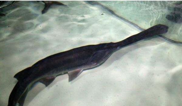 鸭嘴鱼图片大全