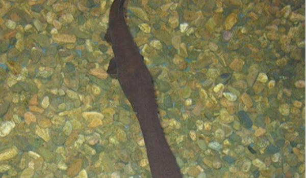 鸭嘴鱼图片大全