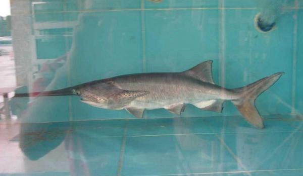 鸭嘴鱼图片大全