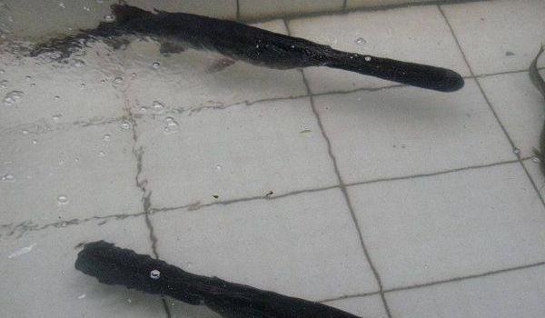 鸭嘴鱼图片大全