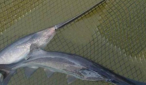 鸭嘴鱼图片大全