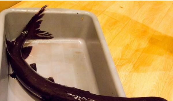 鸭嘴鱼图片大全