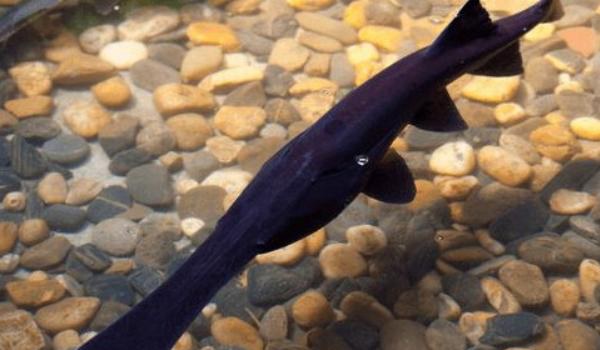 鸭嘴鱼图片大全