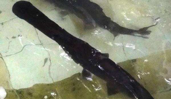 鸭嘴鱼图片大全