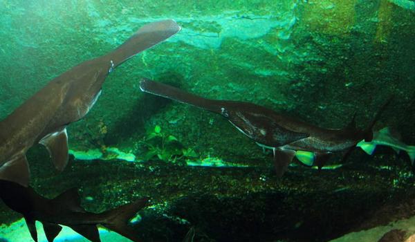 鸭嘴鱼图片大全