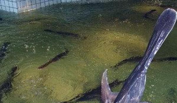 鸭嘴鱼图片大全