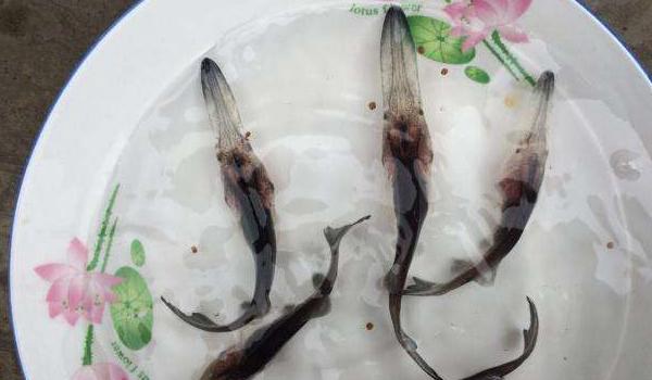 鸭嘴鱼图片大全