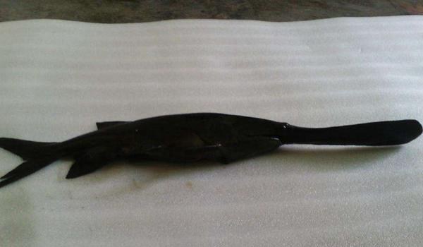 鸭嘴鱼图片大全