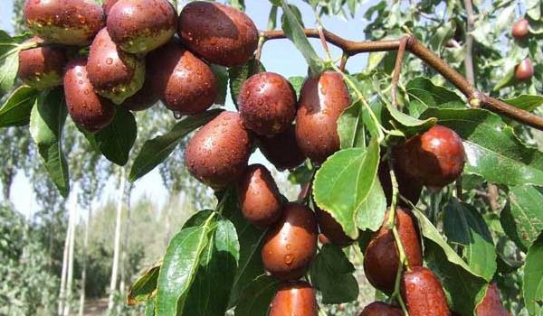 种枣树锈瘿螨的防治