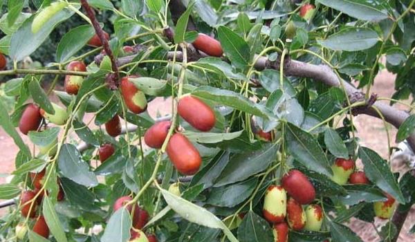 种枣树锈瘿螨的防治