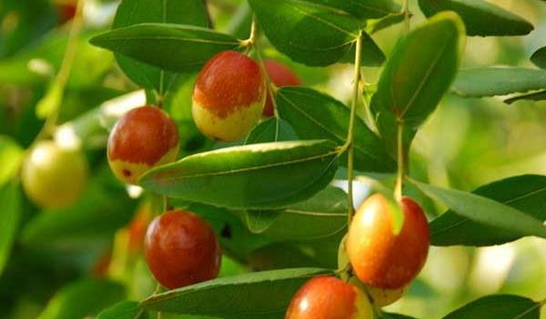 种枣树锈瘿螨的防治