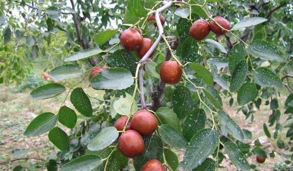 种枣树锈瘿螨的防治