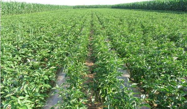 辣椒用什么肥料最好 如何让辣椒多坐果