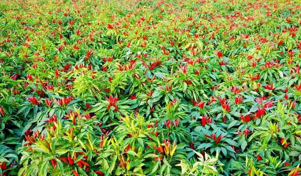 辣椒用什么肥料最好 如何让辣椒多坐果