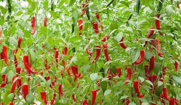 辣椒用什么肥料最好 如何让辣椒多坐果