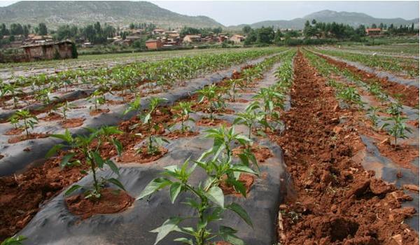 辣椒用什么肥料最好 如何让辣椒多坐果