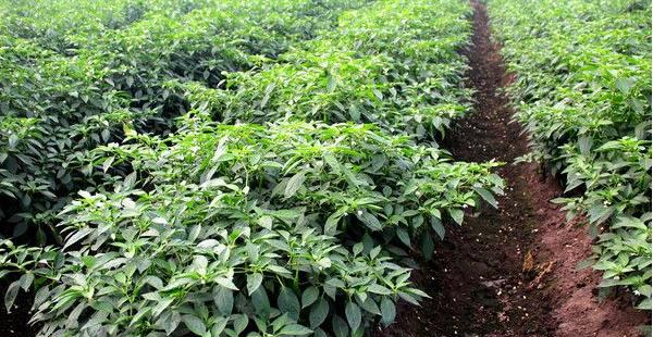 辣椒用什么肥料最好 如何让辣椒多坐果