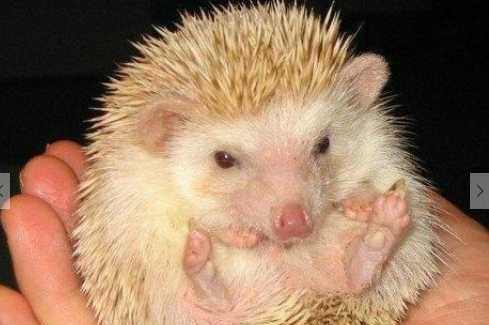 刺猬的药用价值和作用 刺猬是否属于国家保护动物