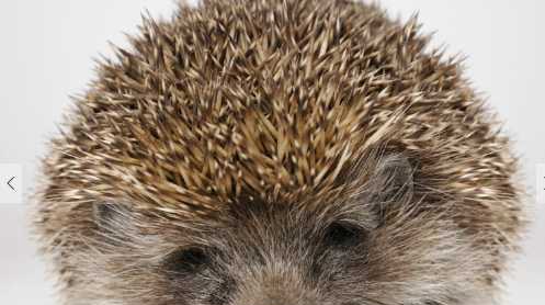 刺猬的药用价值和作用 刺猬是否属于国家保护动物
